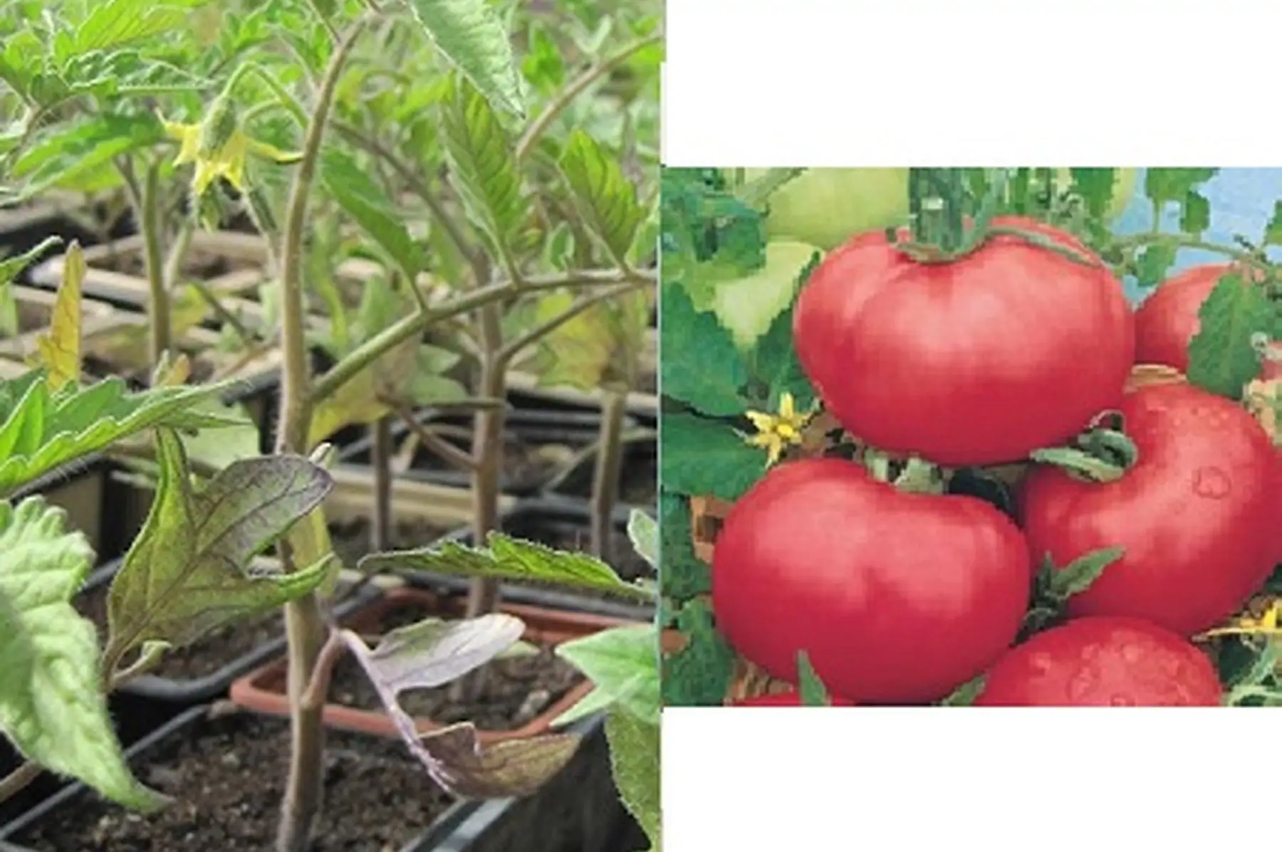 plant tomate rose de berne