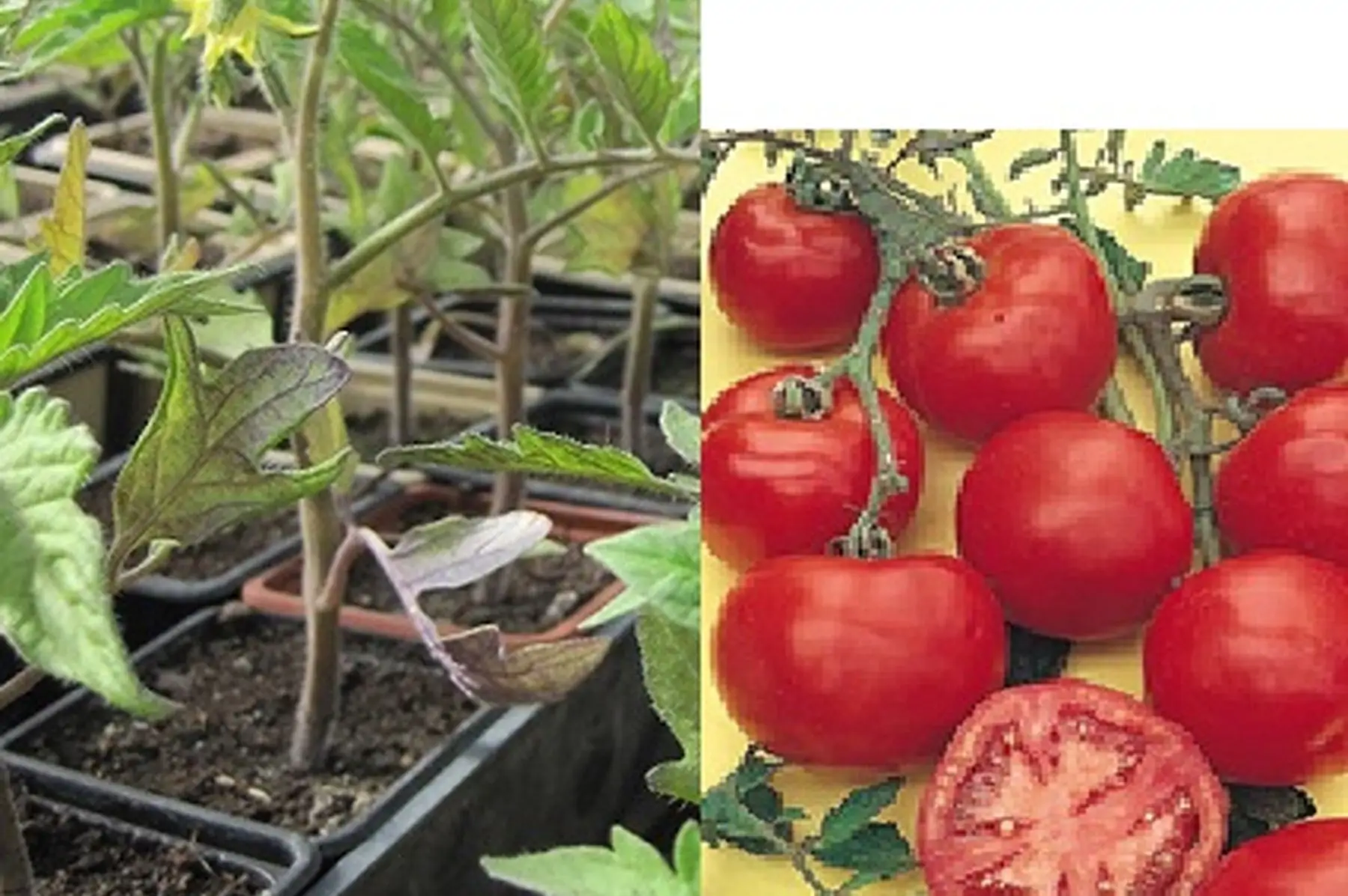 plant tomate paola F1