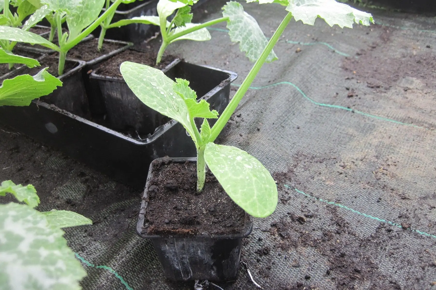 plant courgette