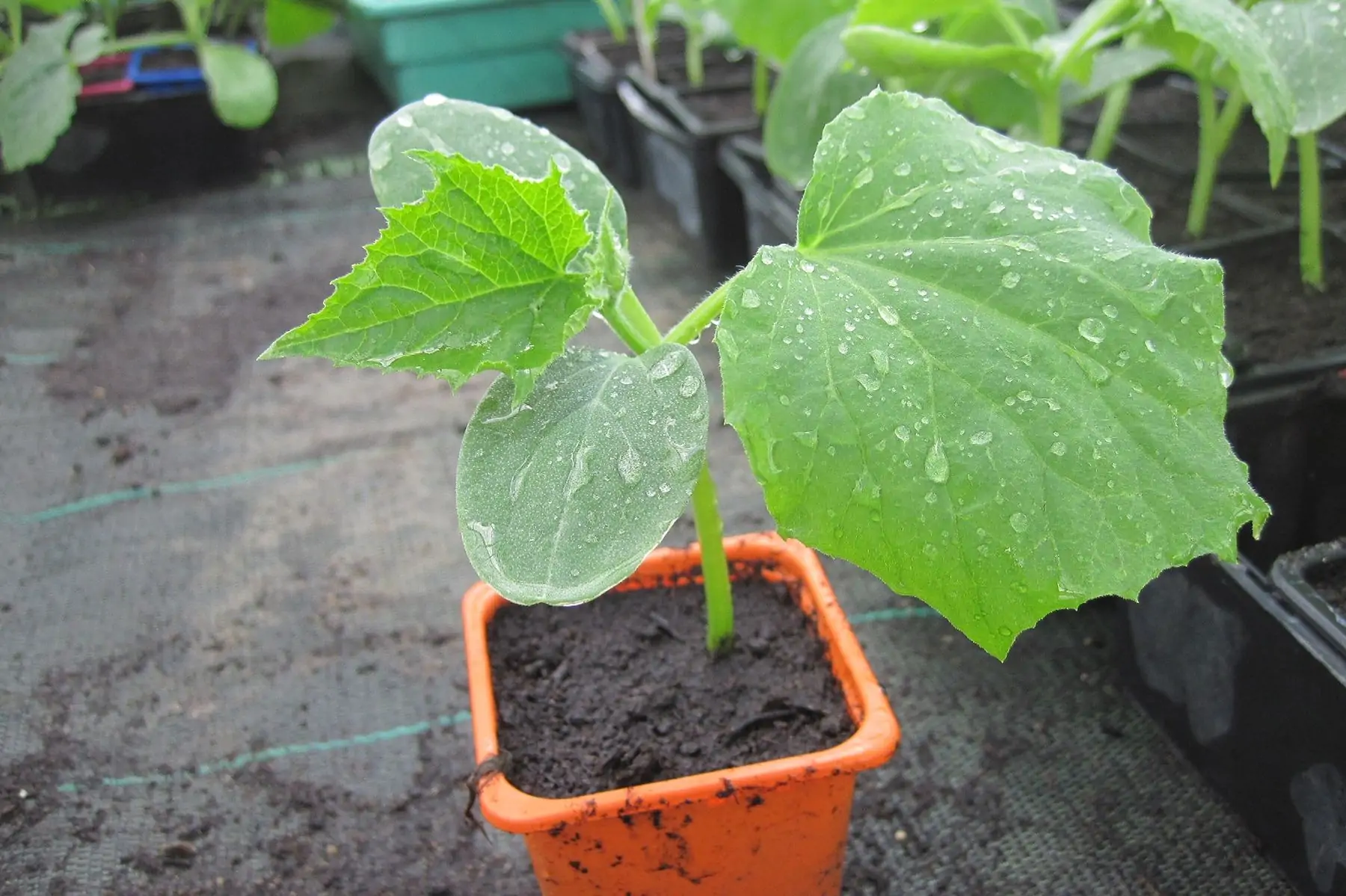 plant concombre