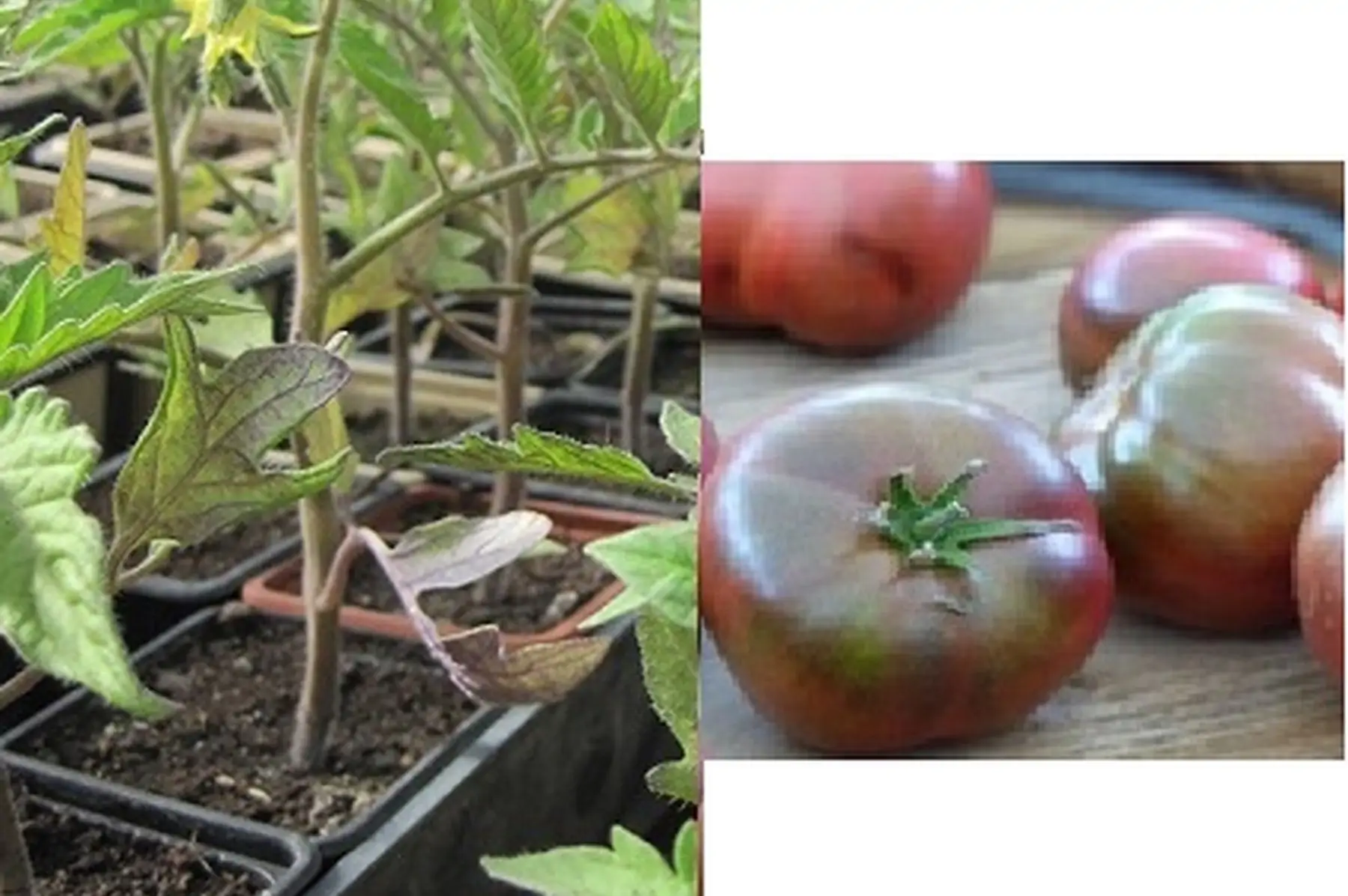 plant tomate noire de crimée