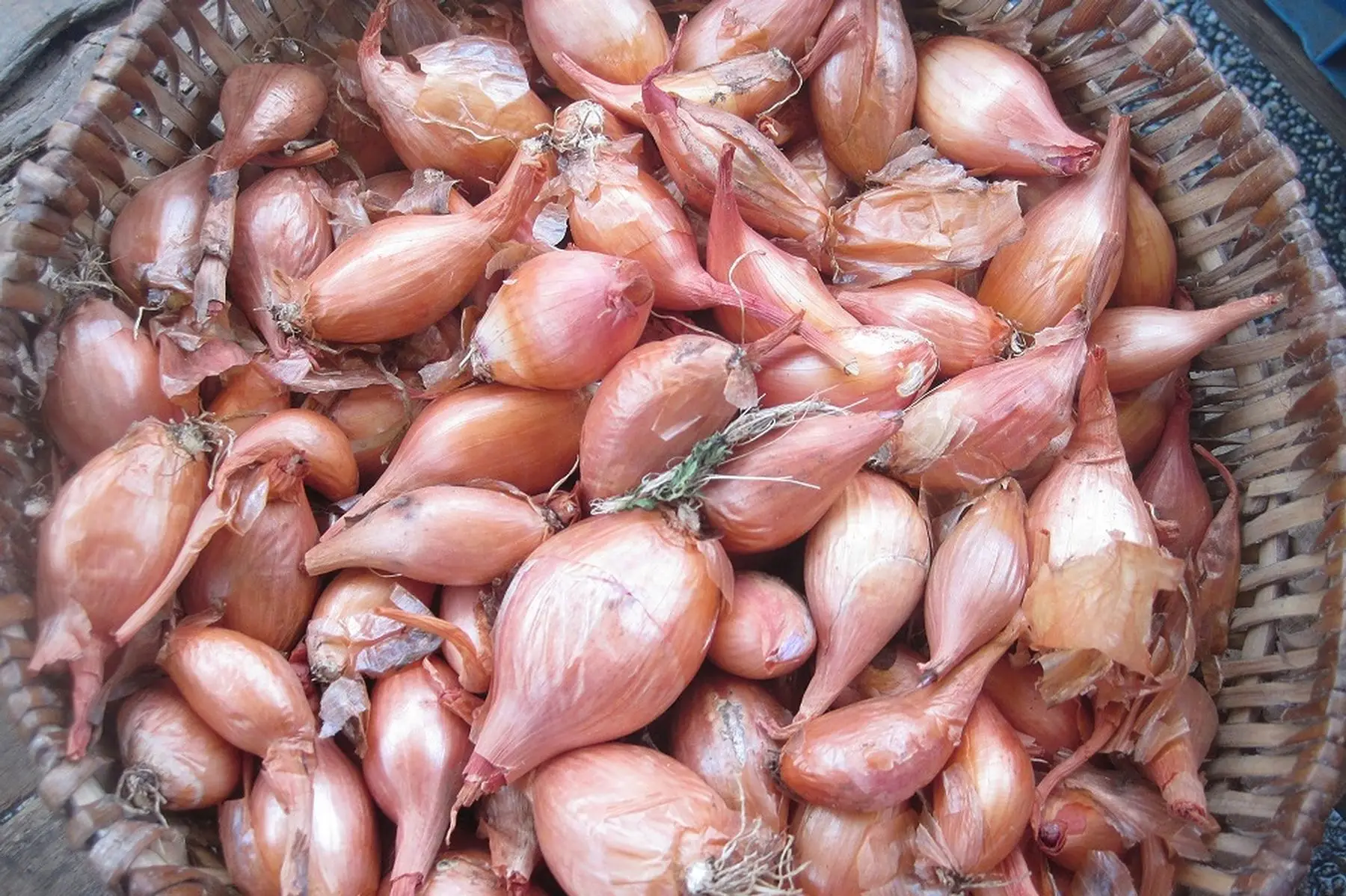 échalote