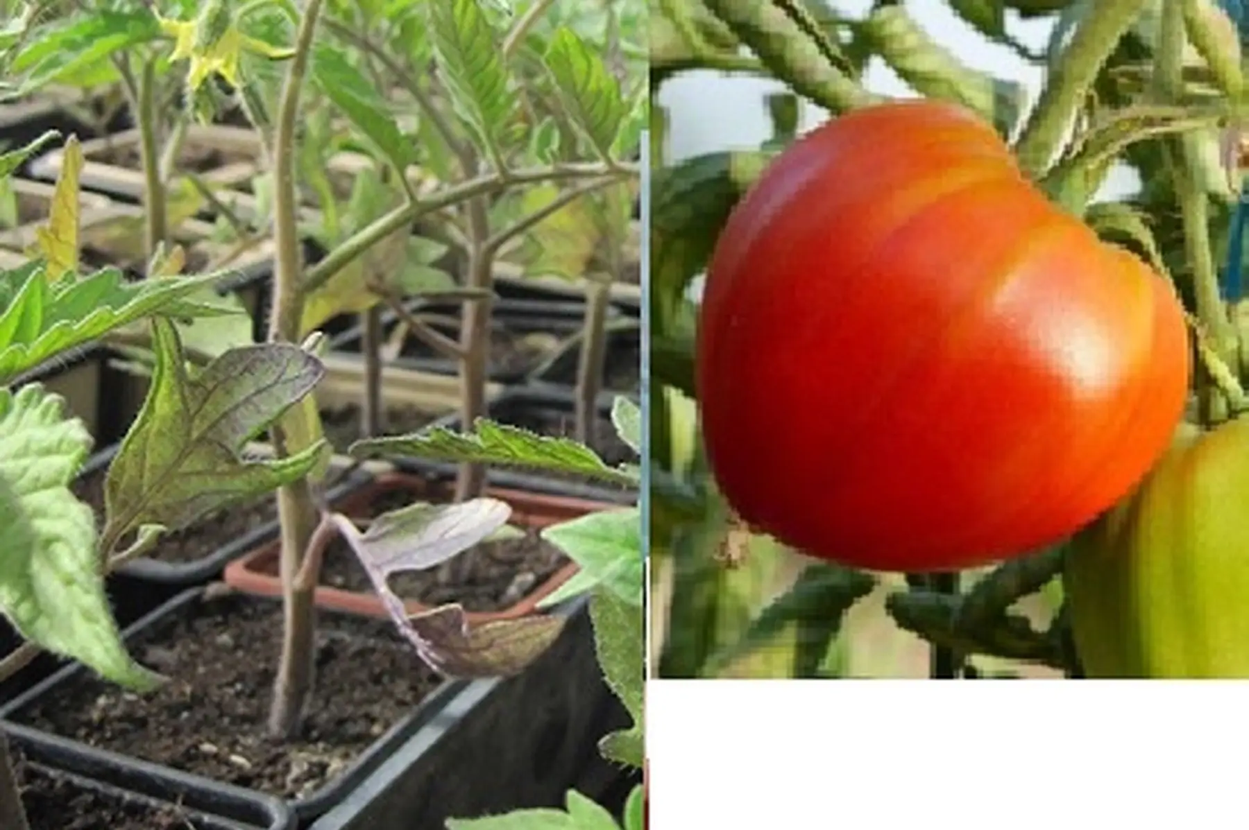 plant tomate coeur de boeuf