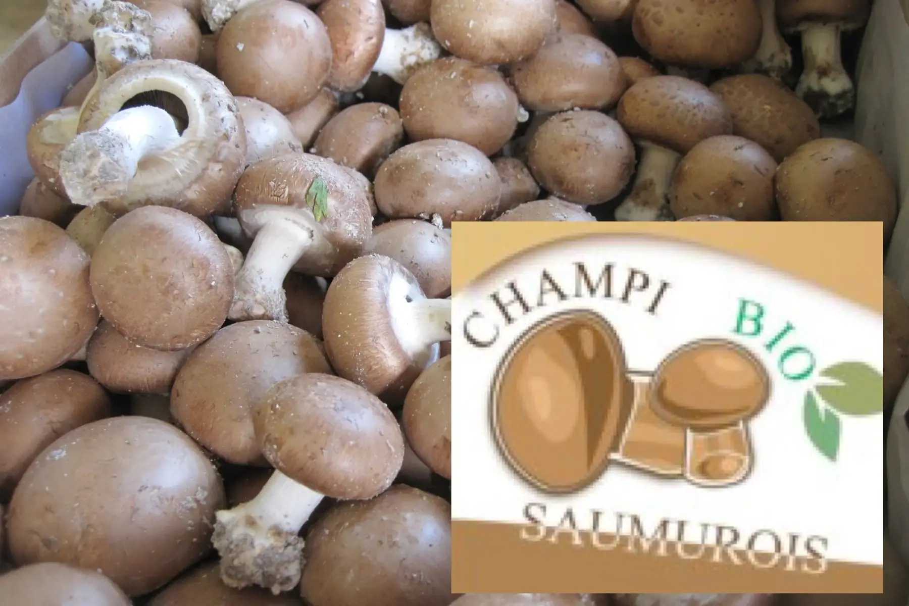 champignon de paris blond