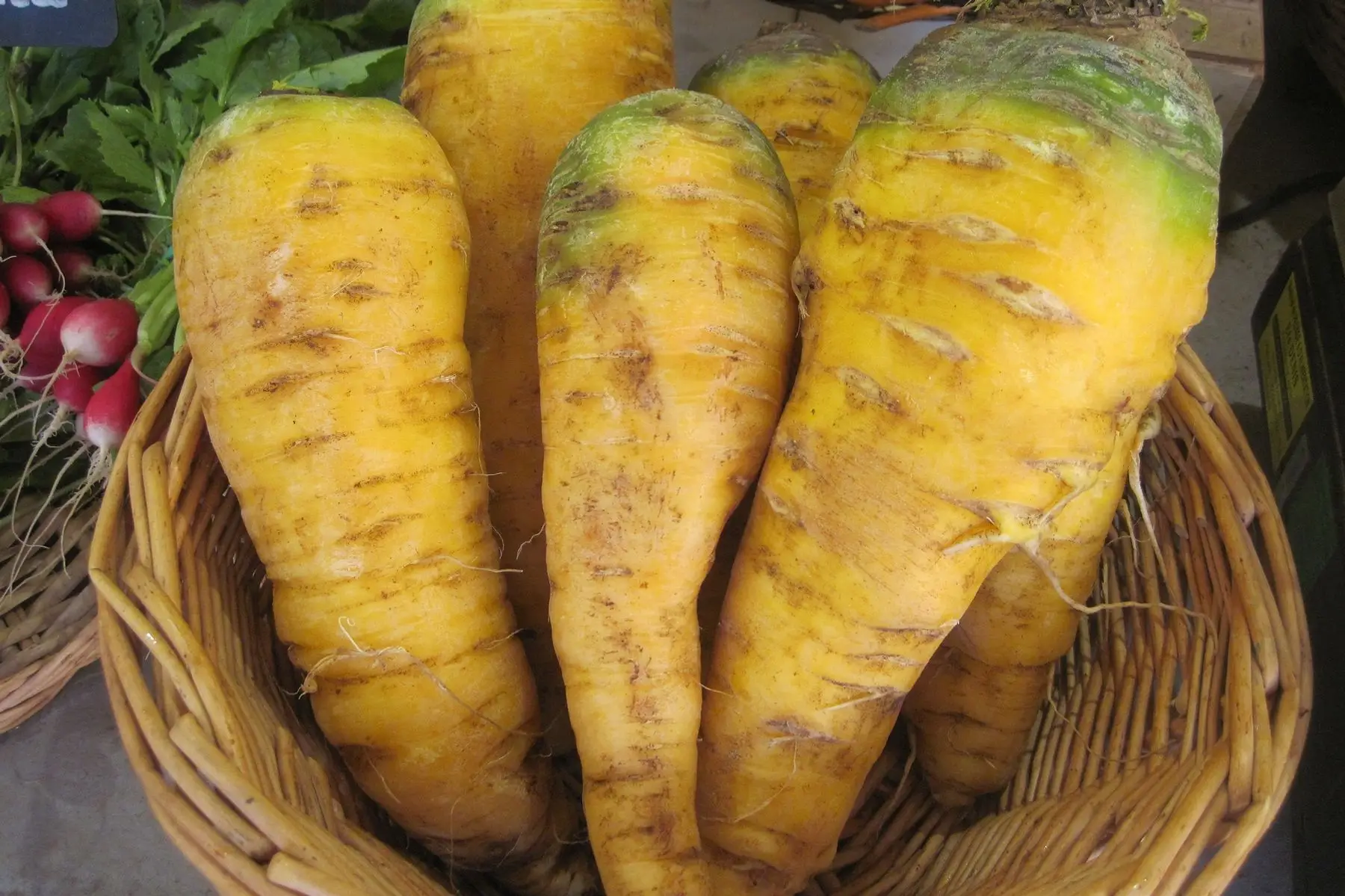 carotte jaune du doubs