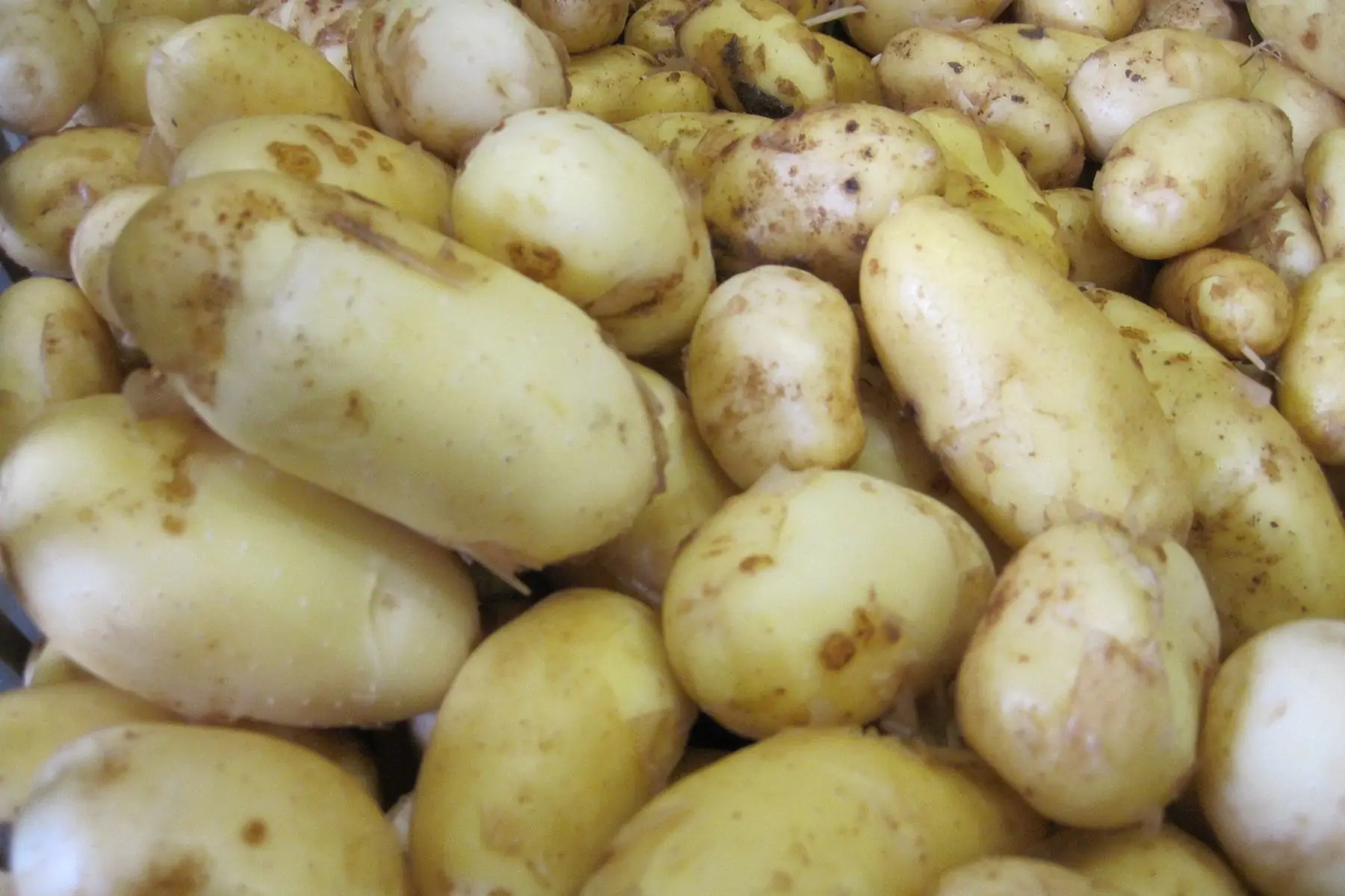 pomme de terre nouvelle