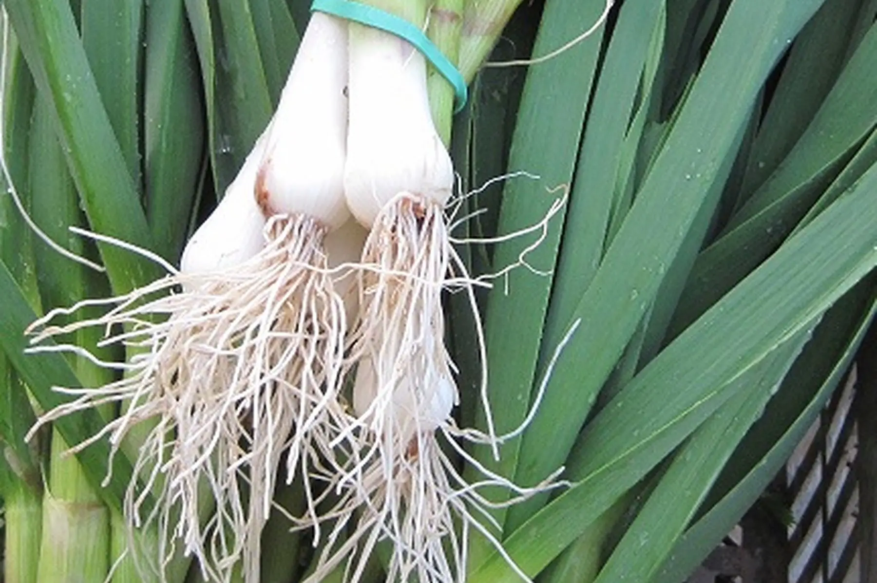 ail nouveau
