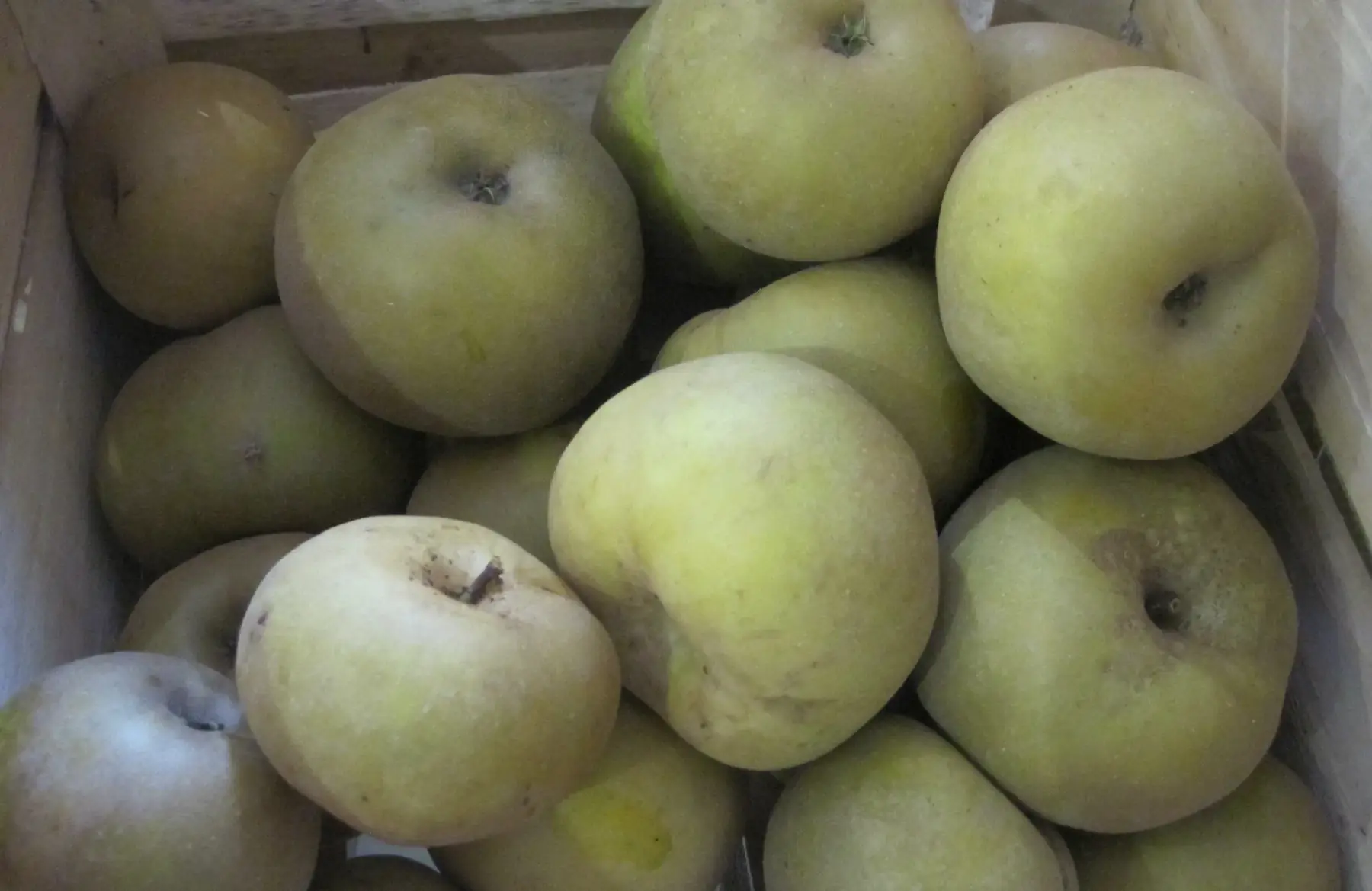 pomme reinette du canada