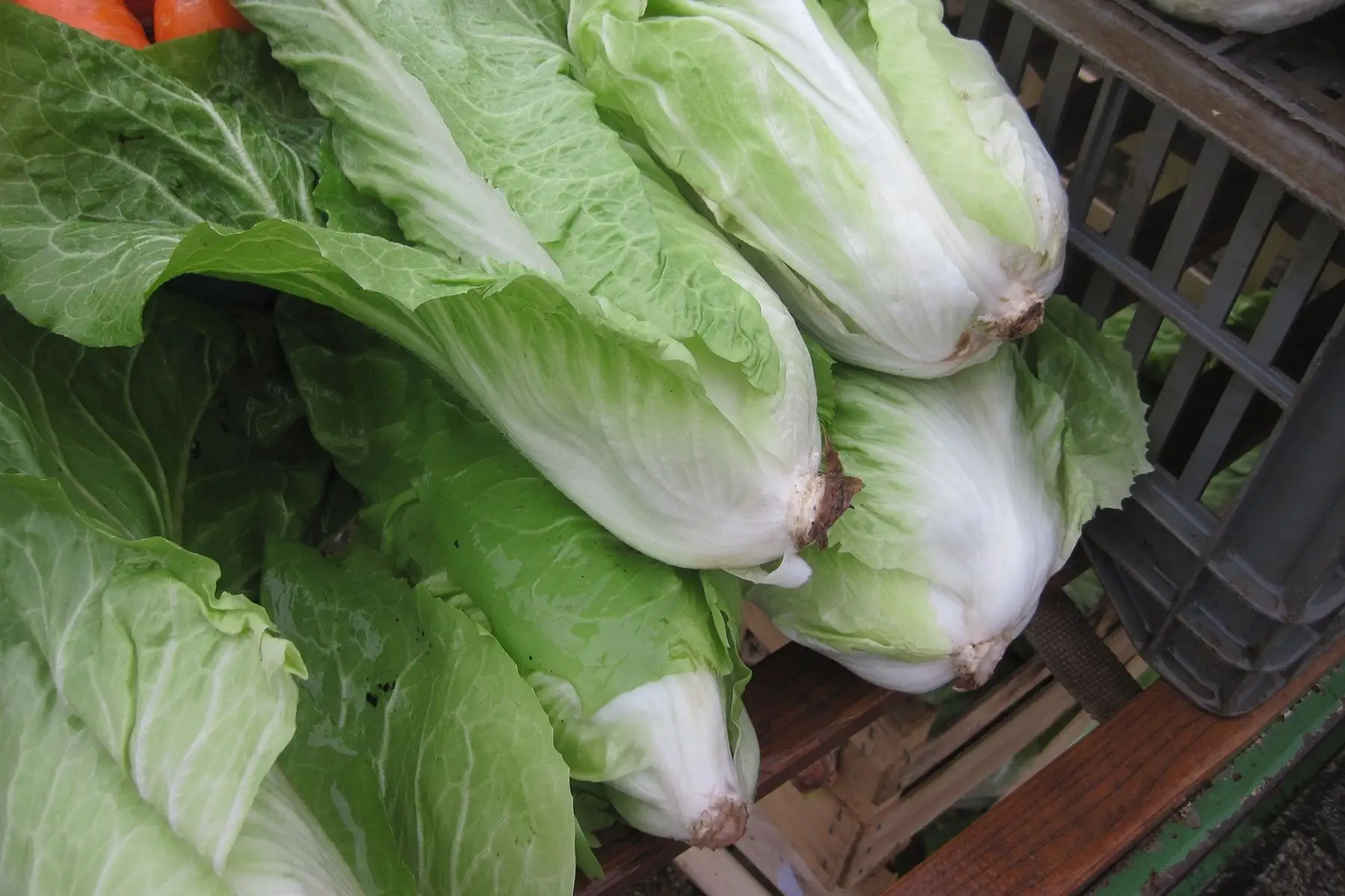 chicorée pain de sucre