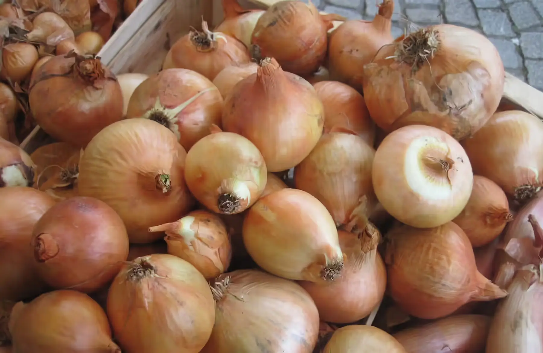 oignon