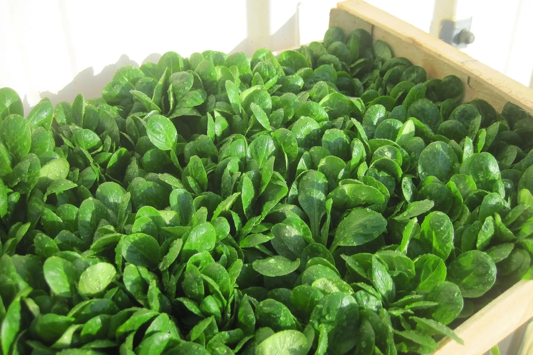 Les Champs du Verdet