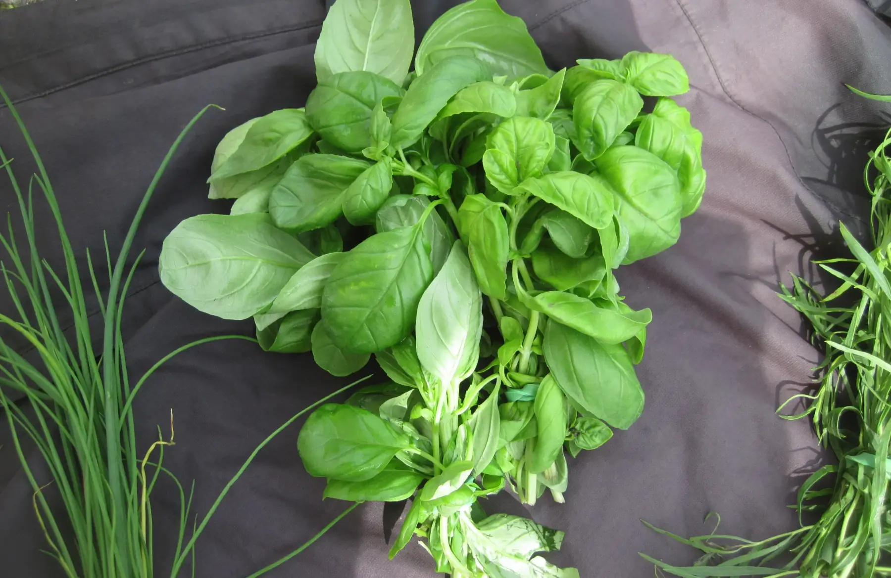 bouquet basilic