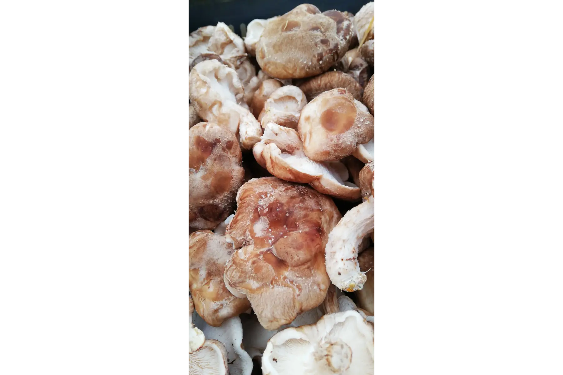 shiitake
