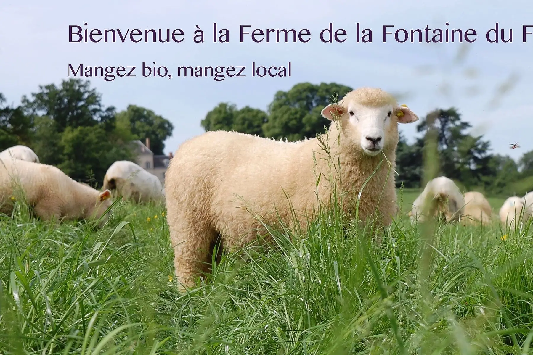 agneau bio quart avant