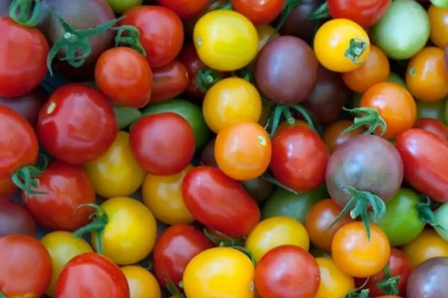 tomate cerise couleur