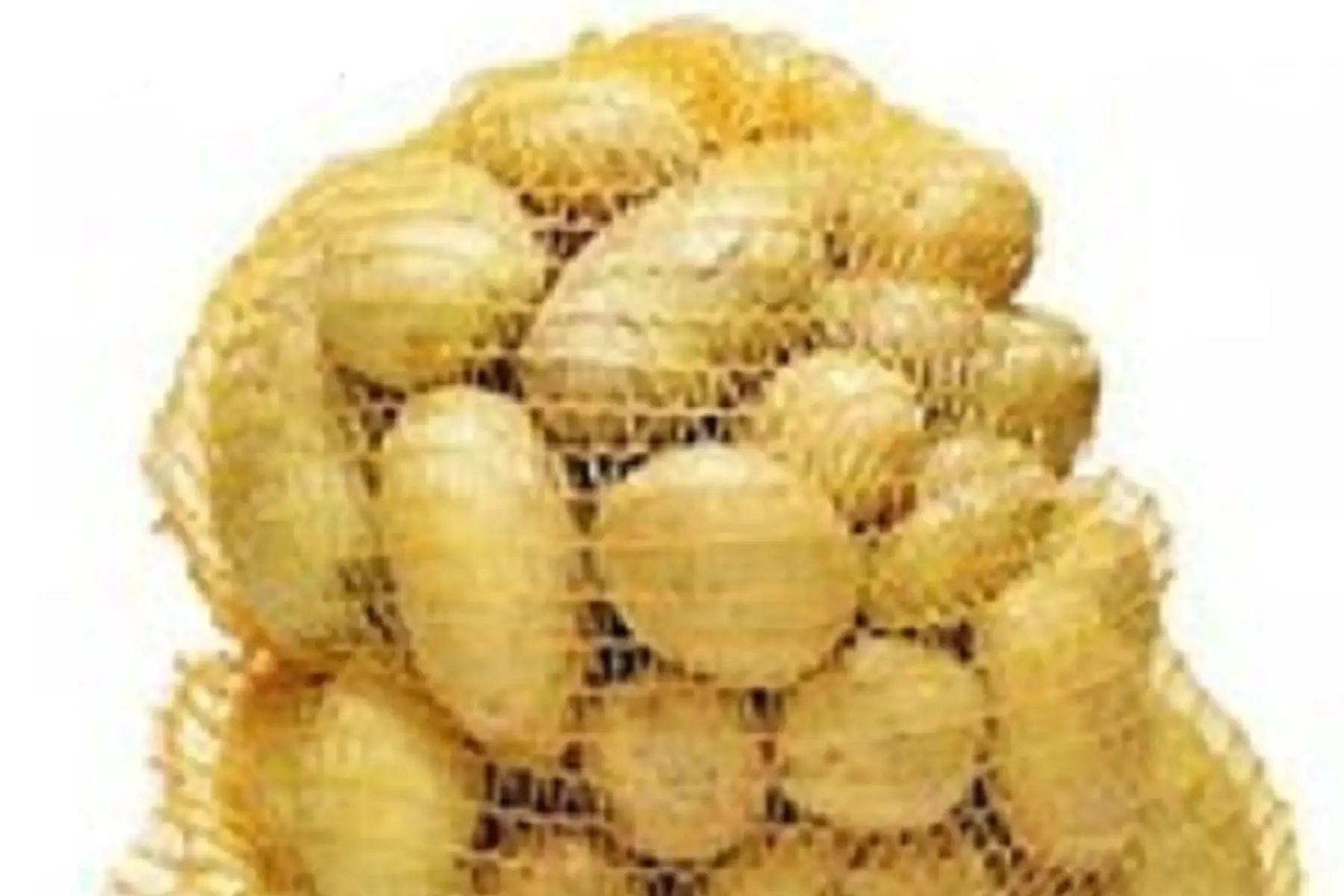 pomme de terre filet de conservation