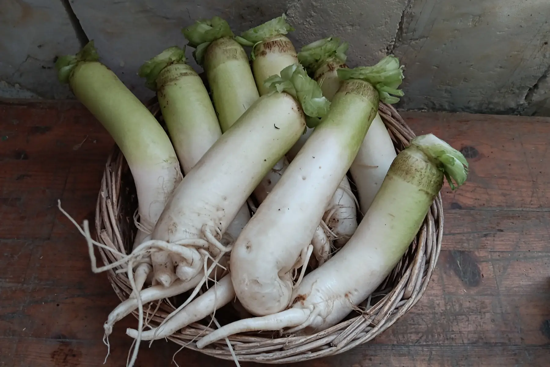 Radis Daikon