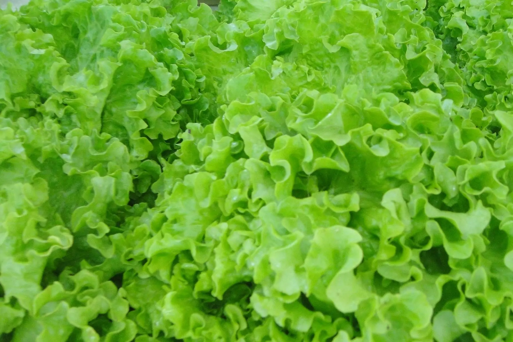 salade batavia