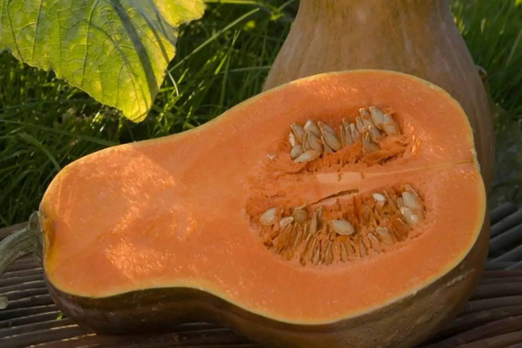 courge sucrine du berry