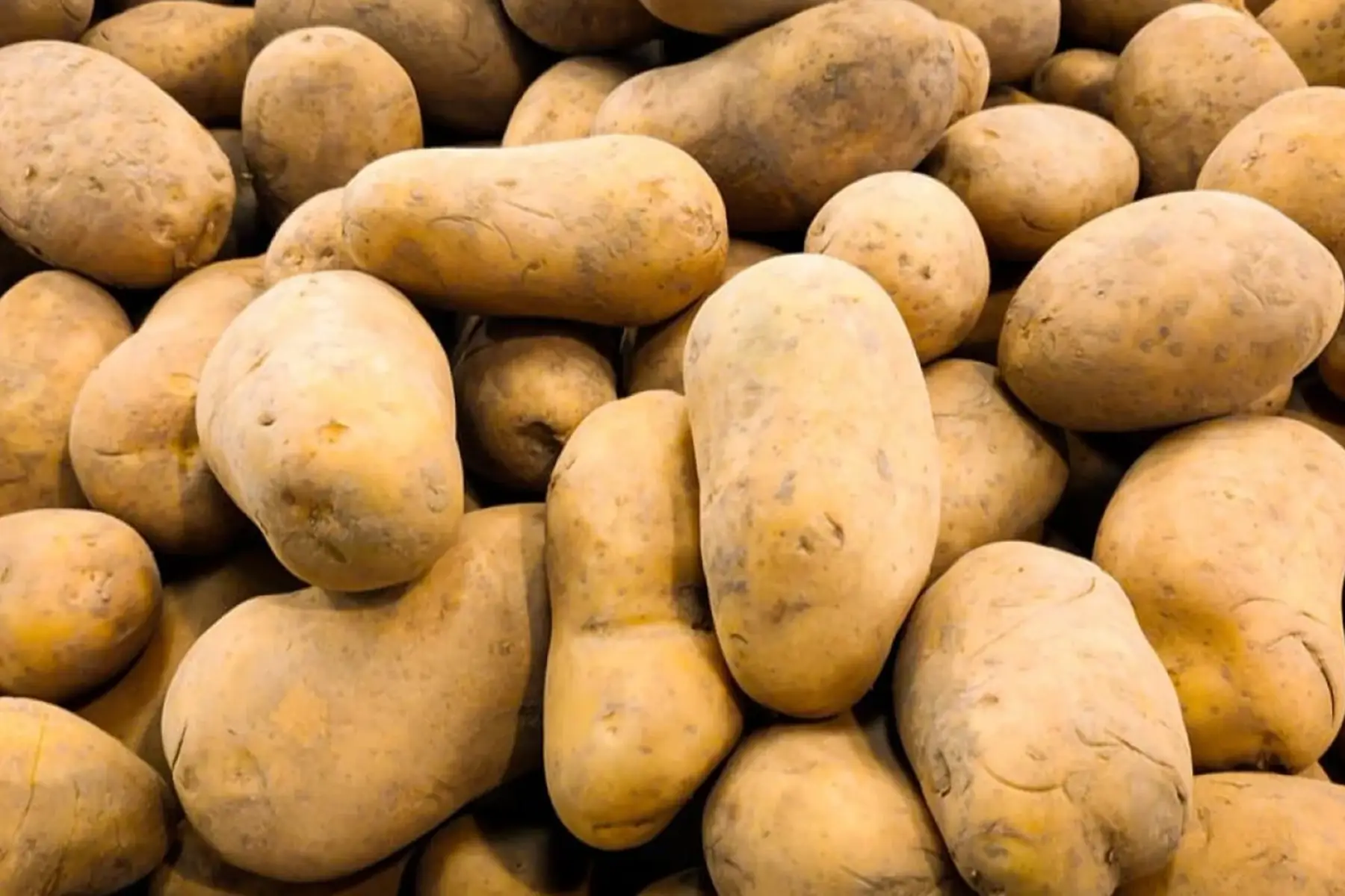 pomme de terre de conservation chair ferme , variété ALLIANS,