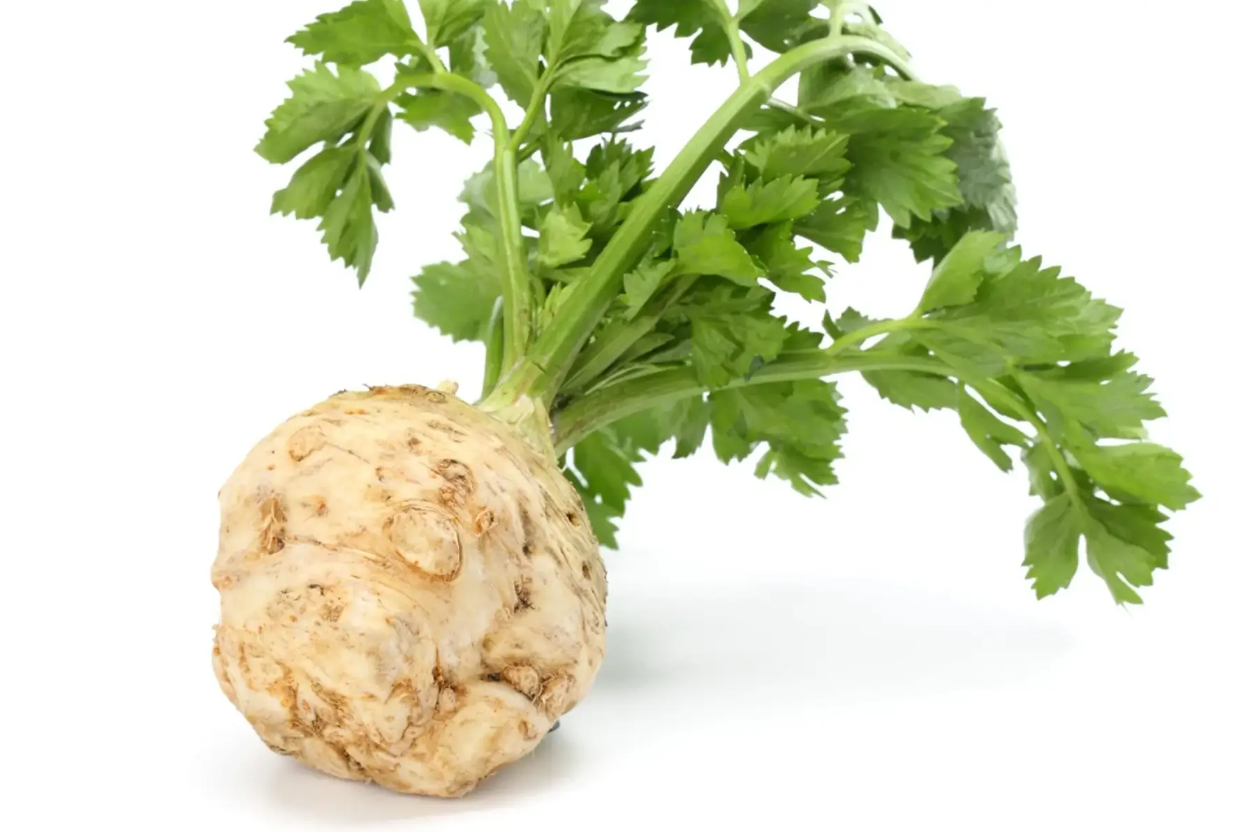 celeri rave (petit format)