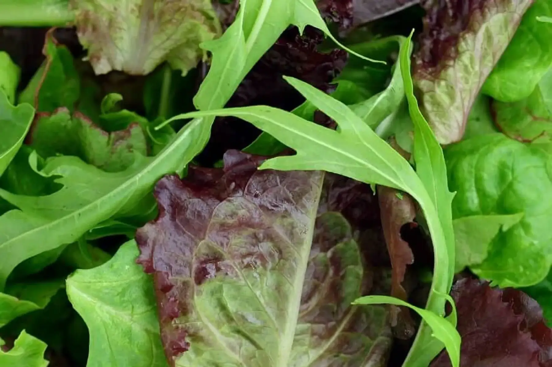 mesclun salade