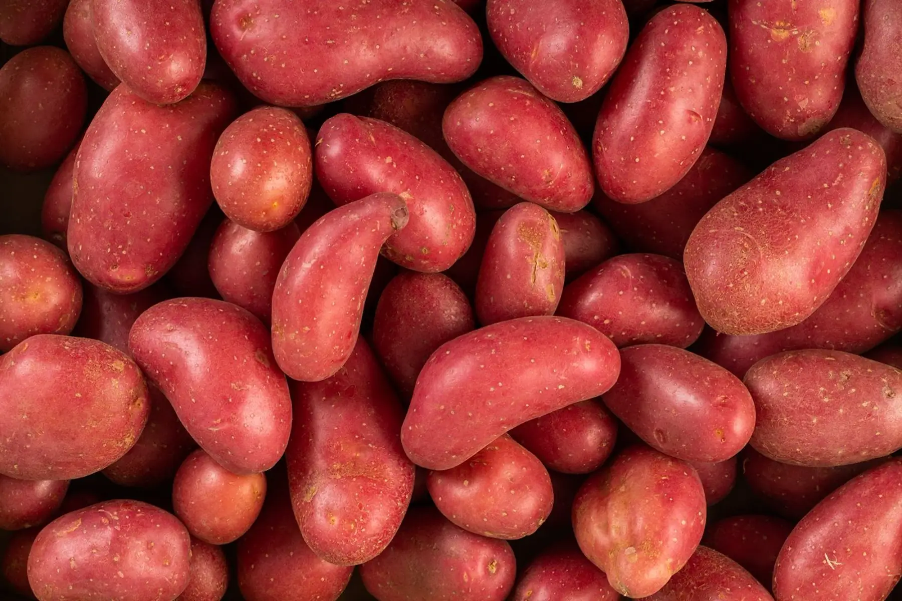 pomme de terre rouge (petites)