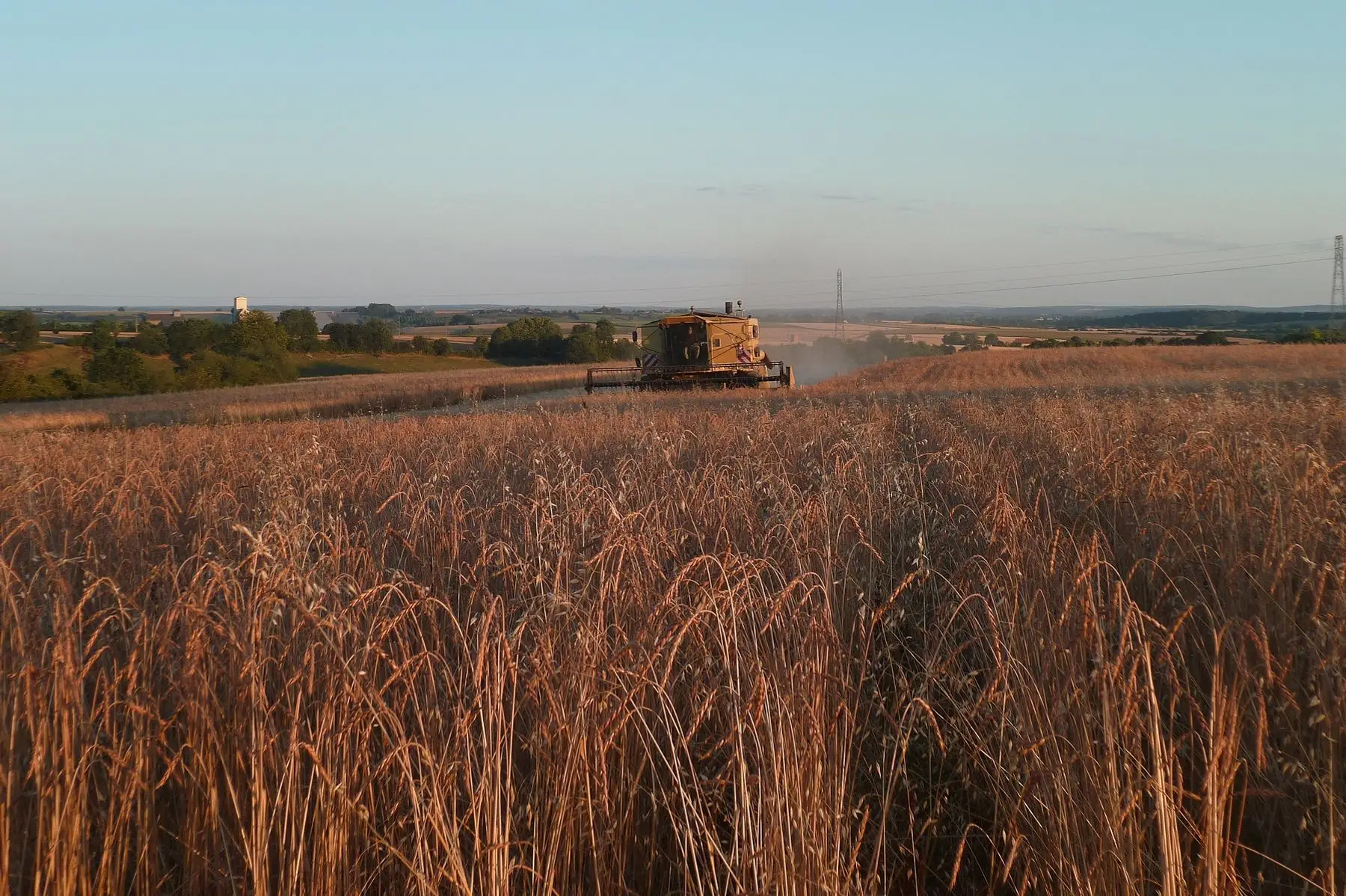 farine de grand épeautre