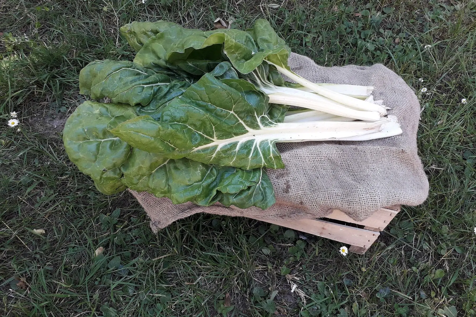 cardes( blettes) white ribbed