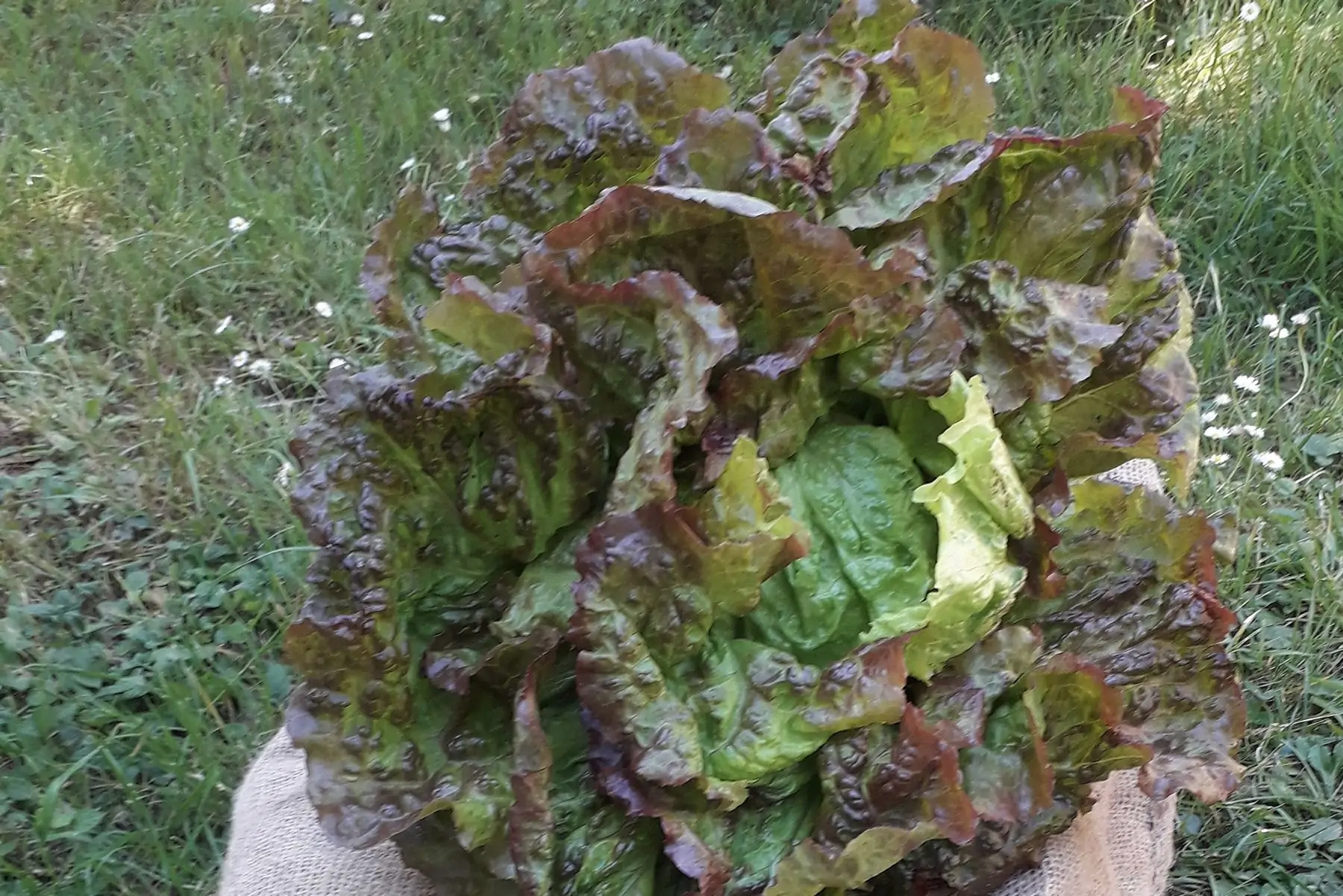 salade batavia grenobloise rouge