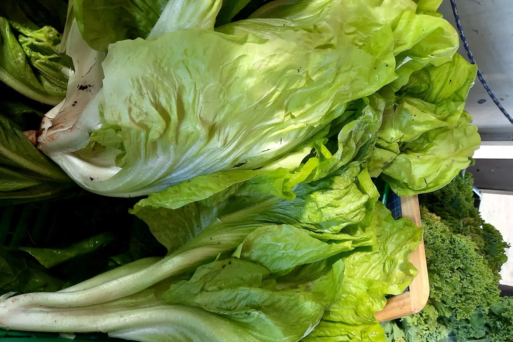 salade cornet d'anjou