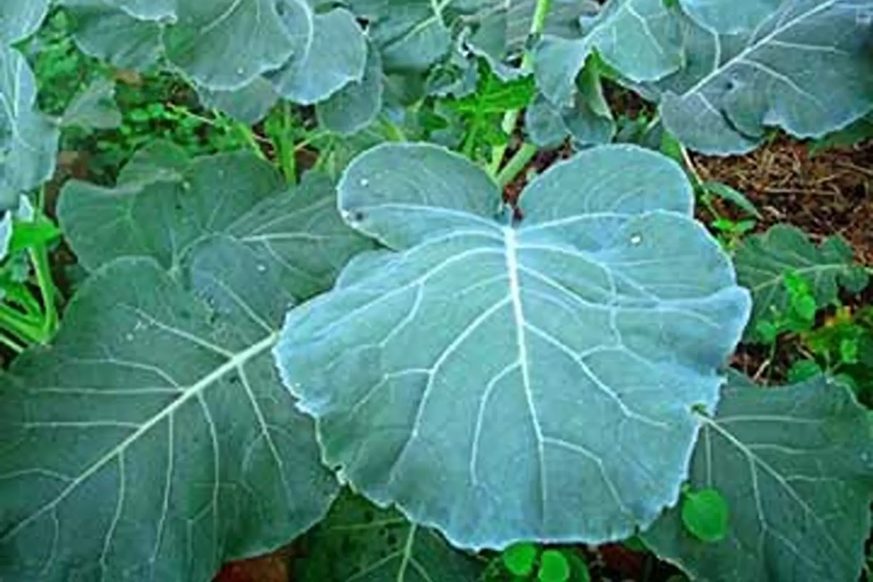 coeur de choux proteor