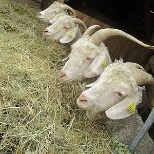 les pelotes à pattes