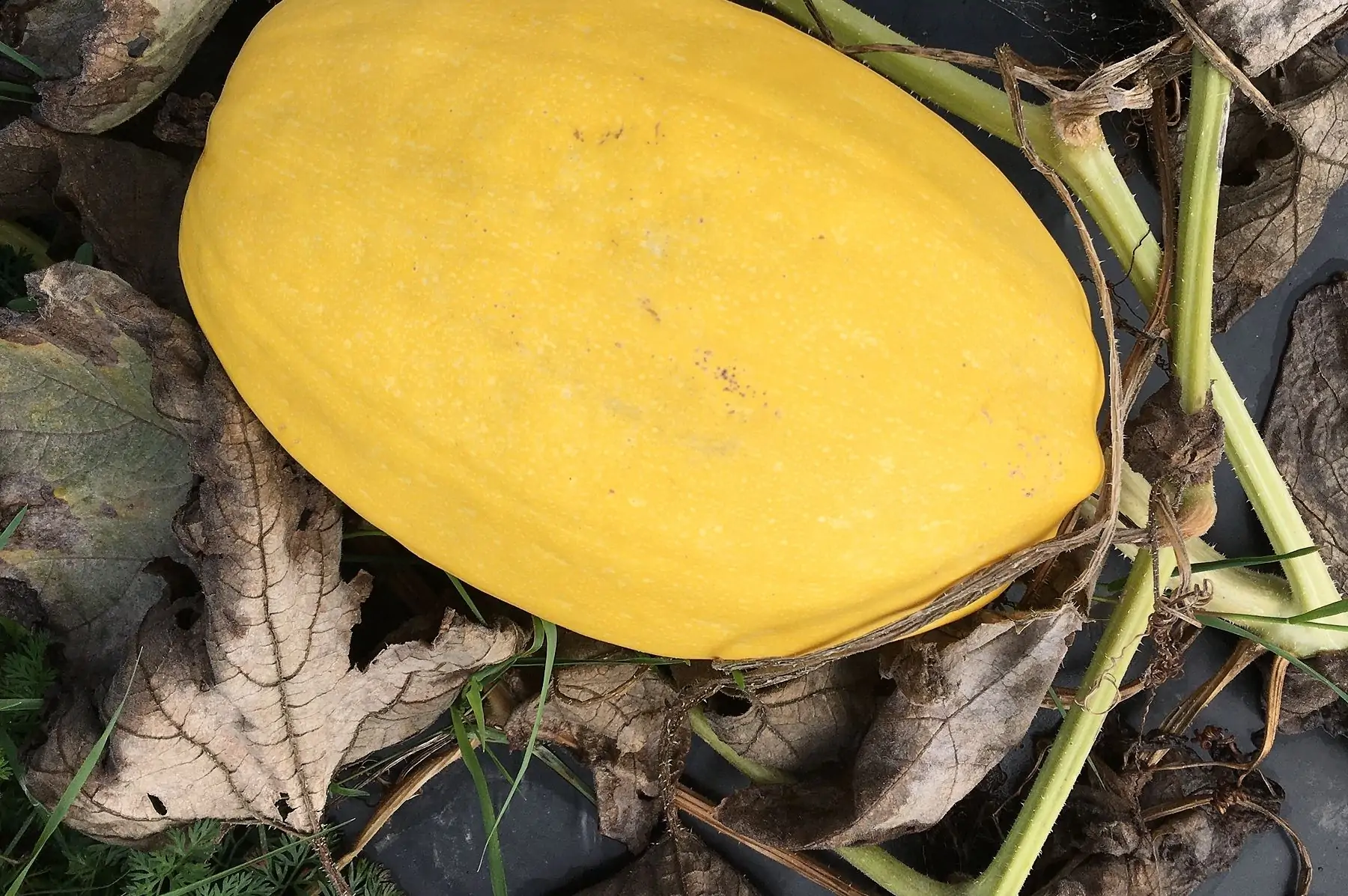 courge spaghetti