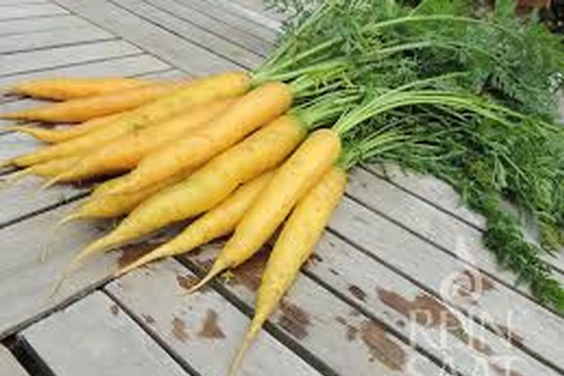 carottes jaunes