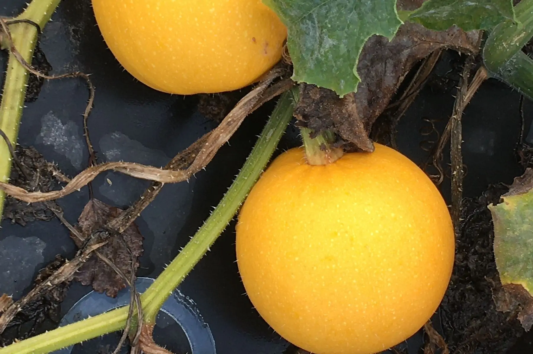 courge pomme d'or