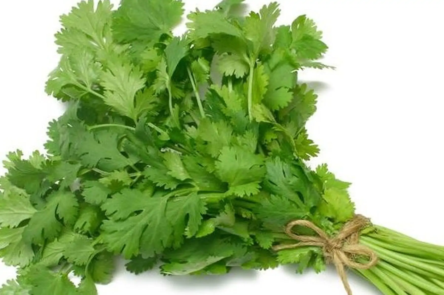 persil plat