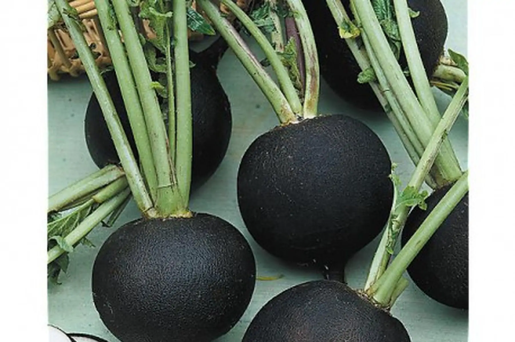 radis noir d'hiver