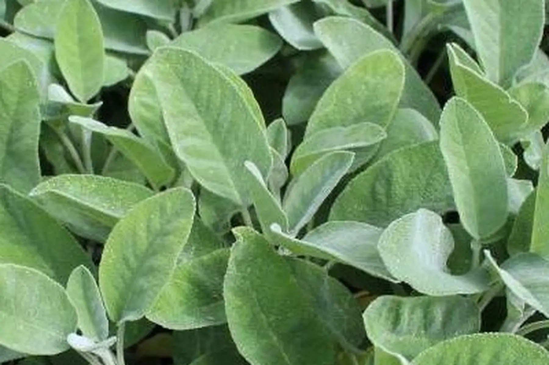 sauge officinale