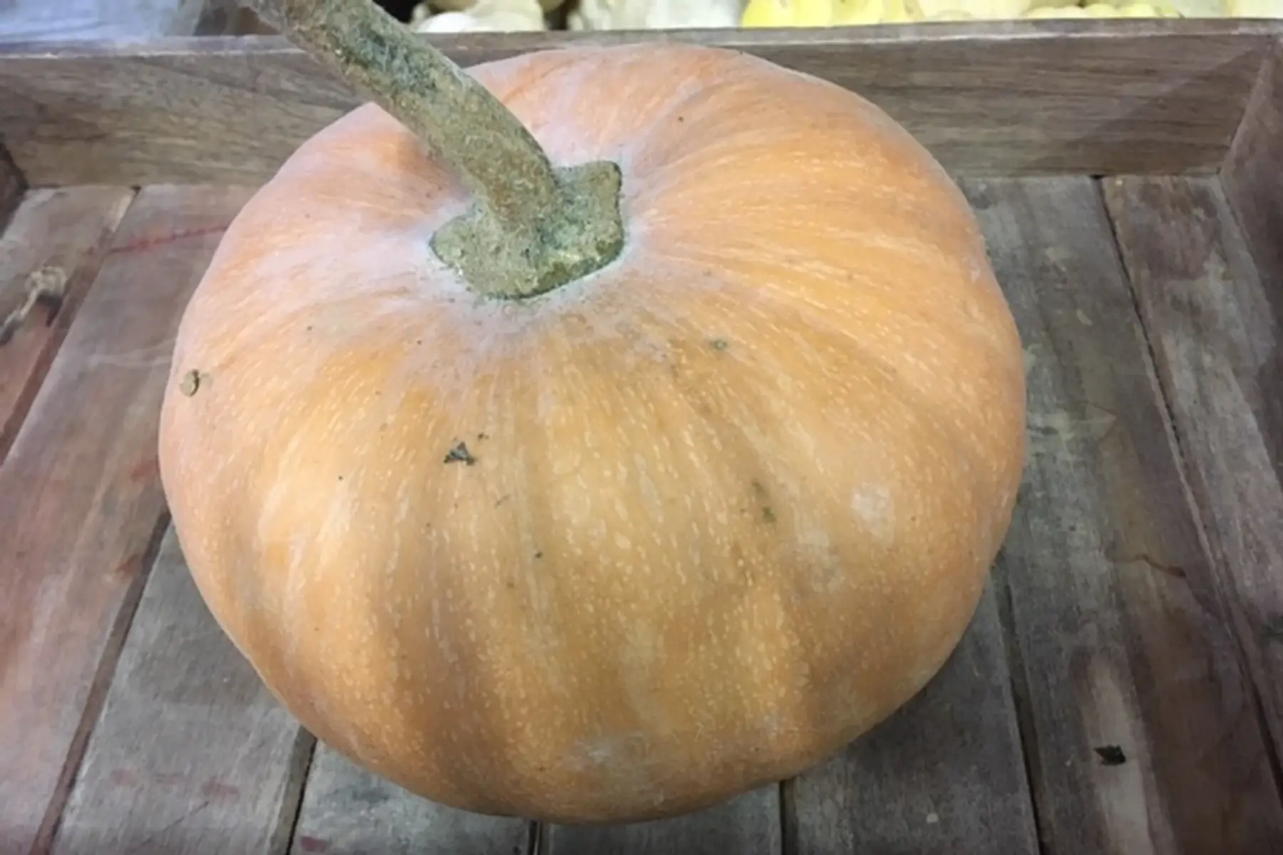 courge carat