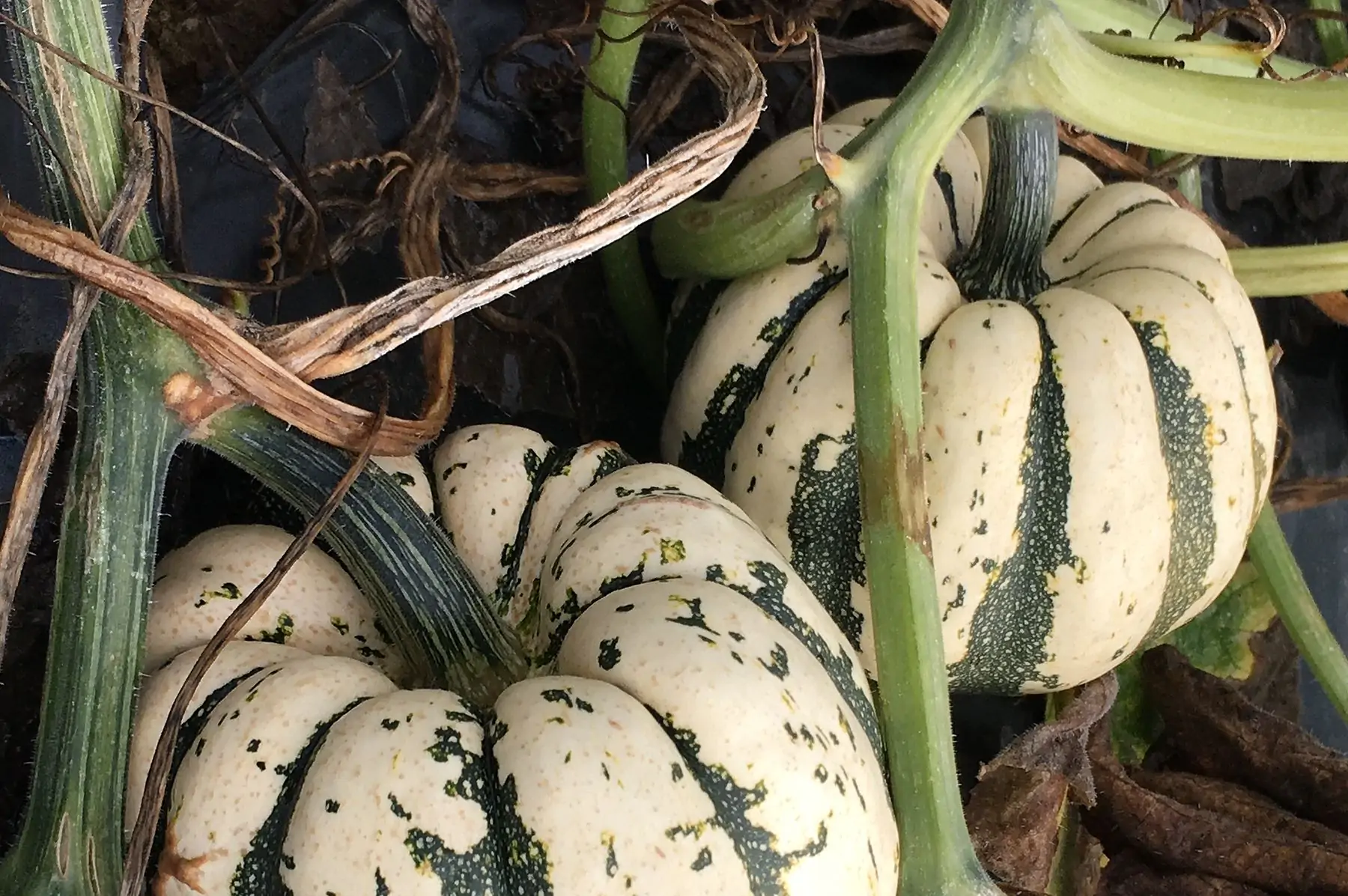 courge patidou