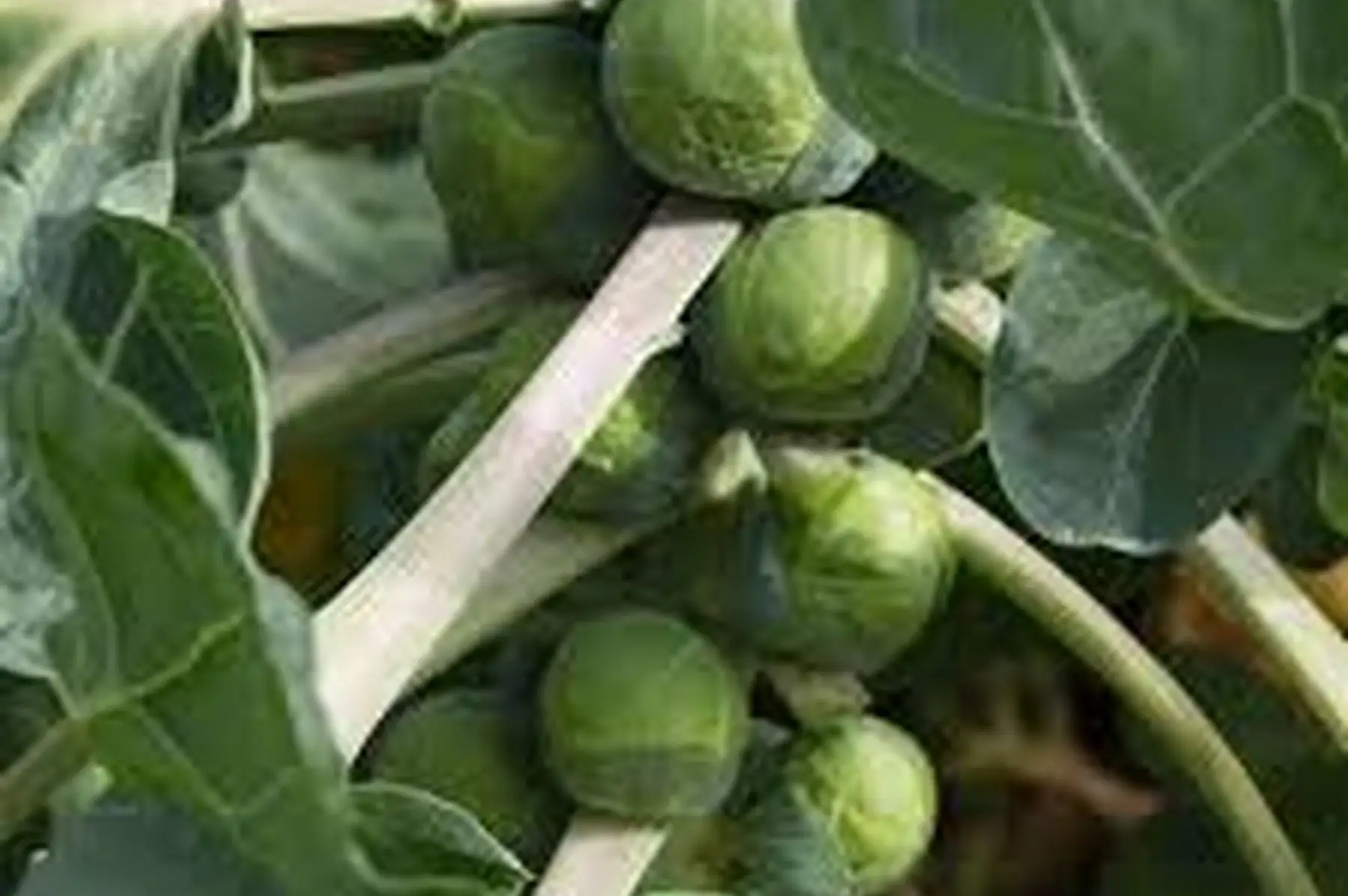 chou de bruxelles