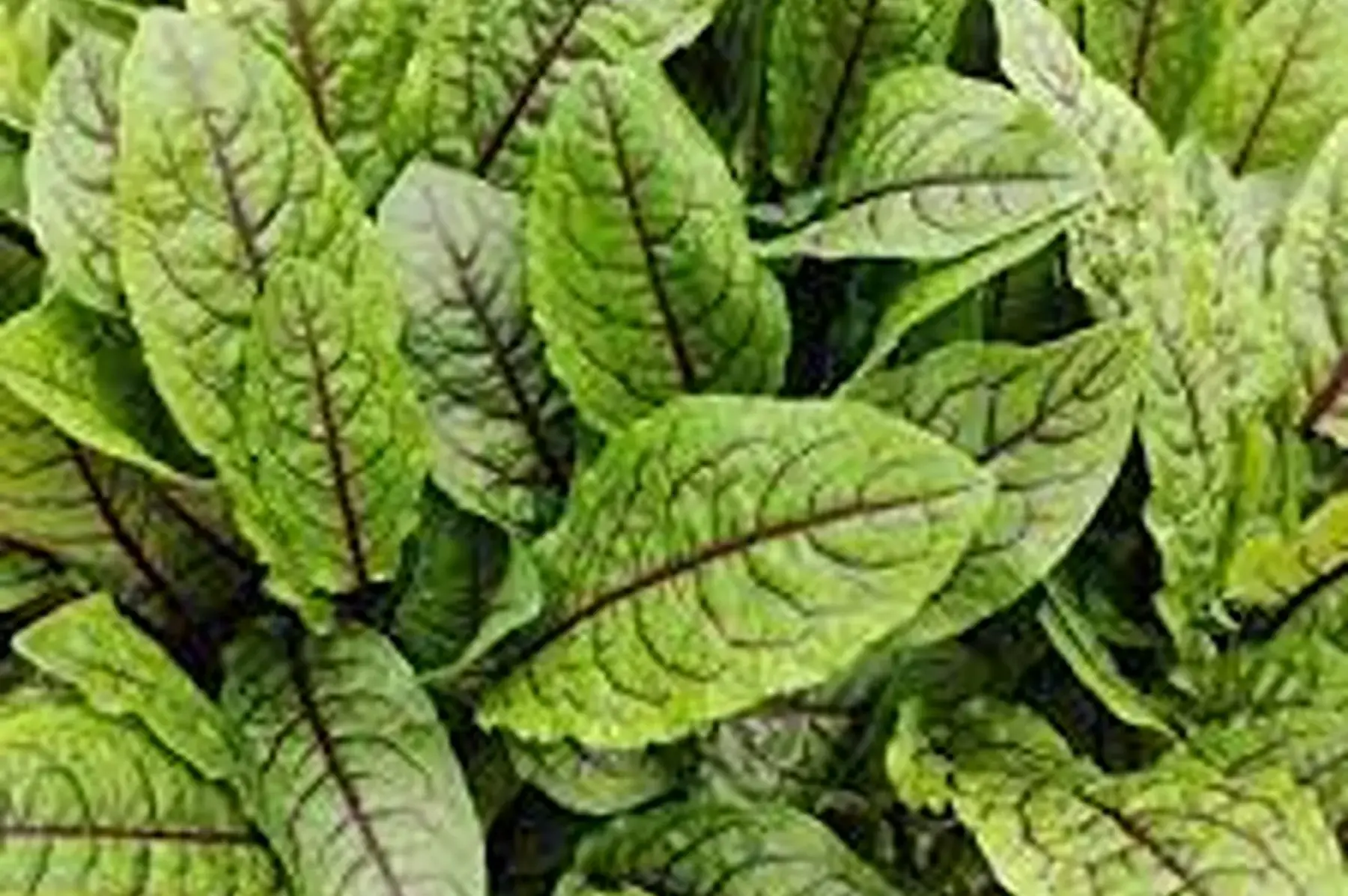 oseille sanguine