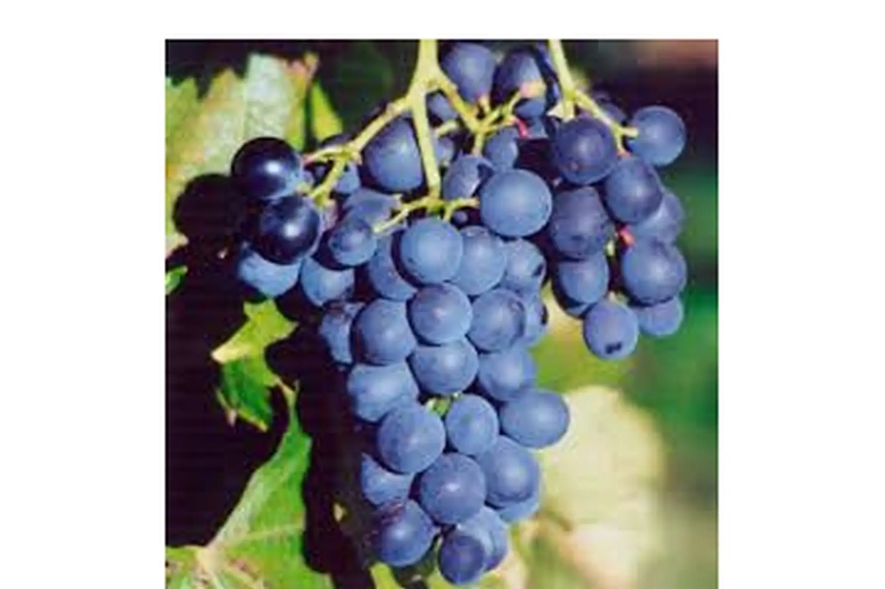 raisin noir