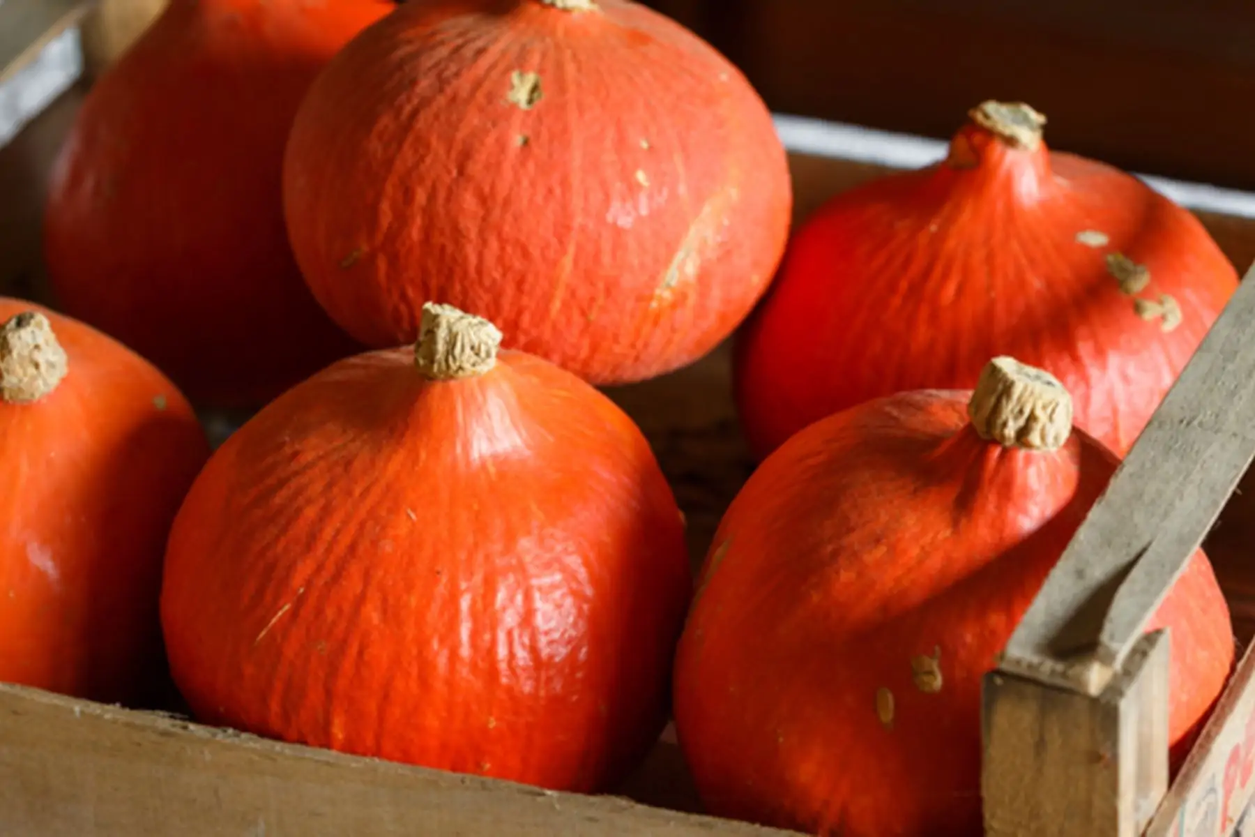 courge potimarron