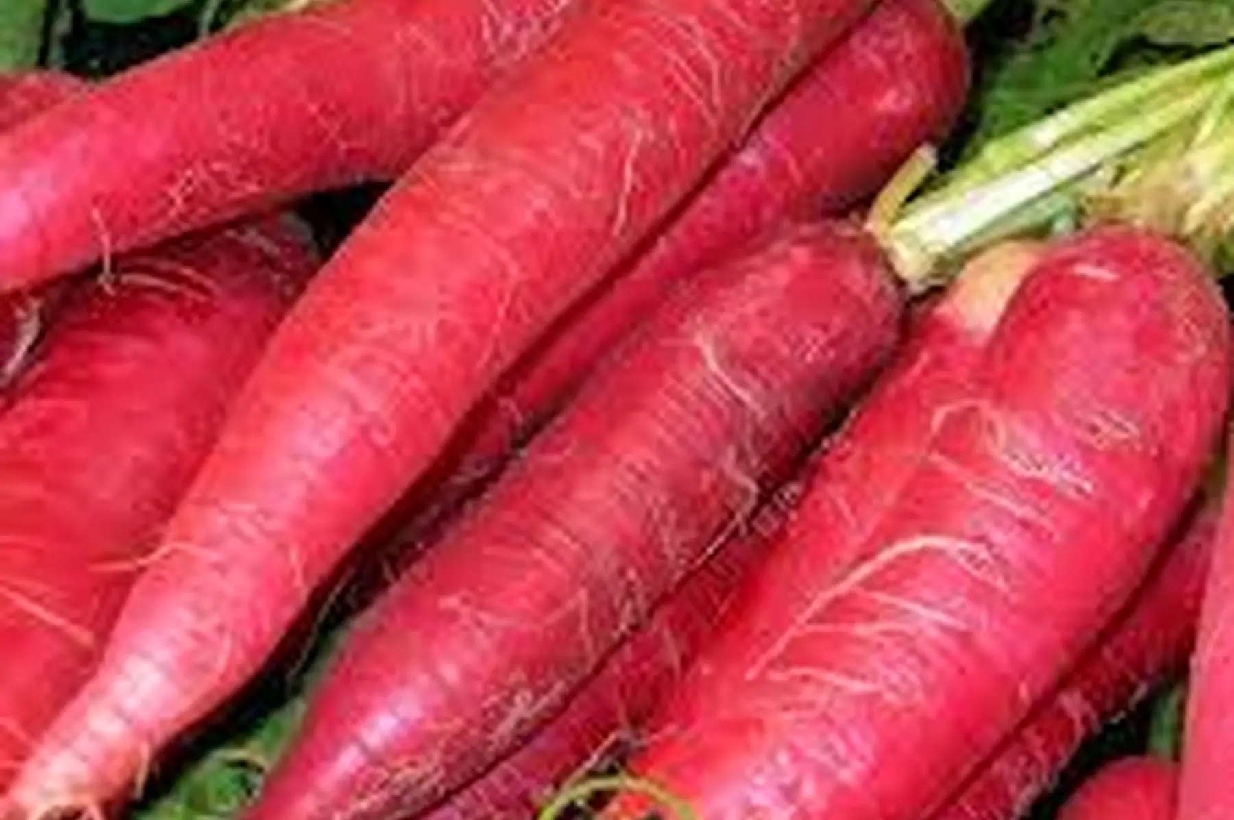 radis long rouge