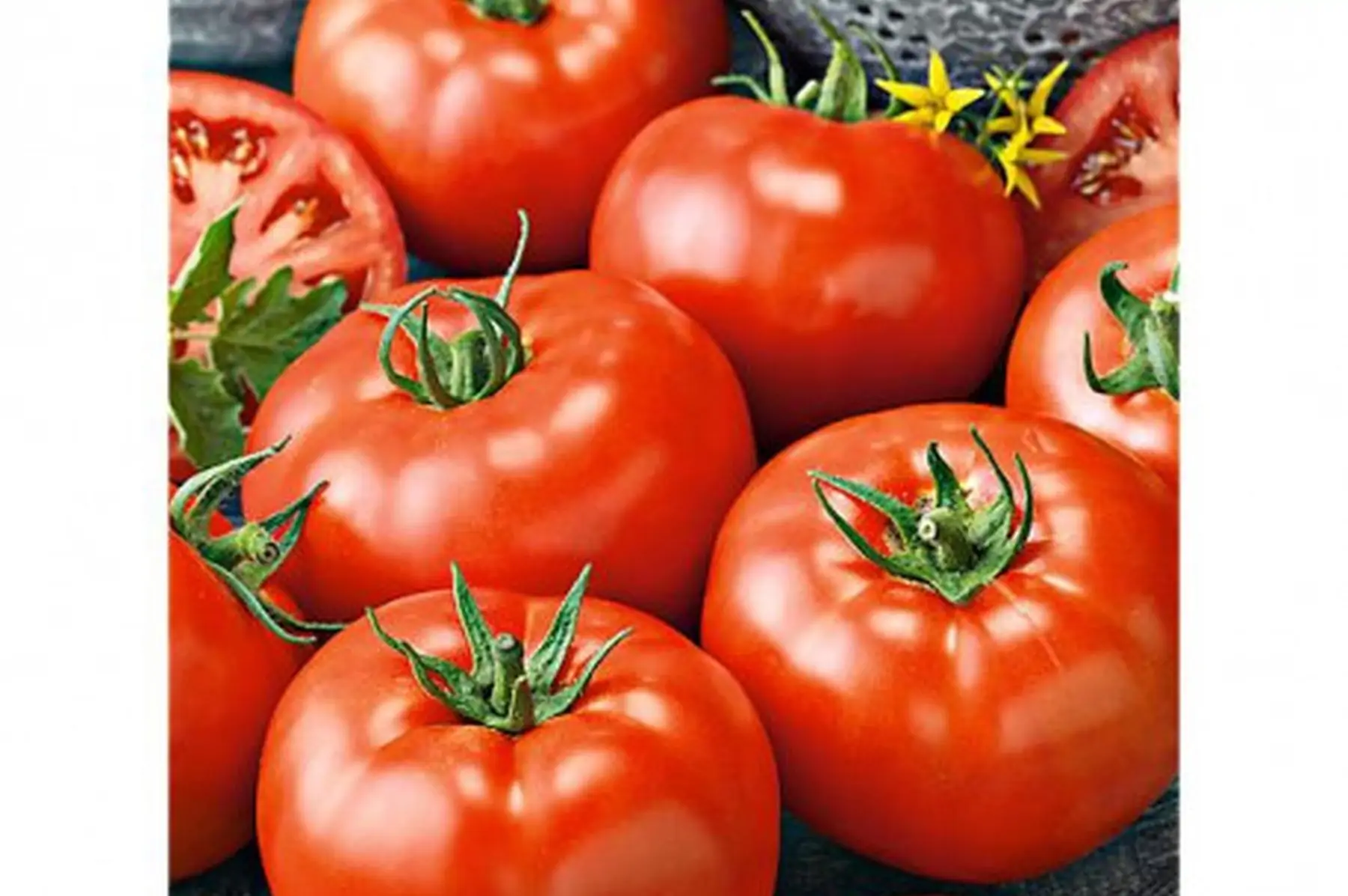 tomates rondes