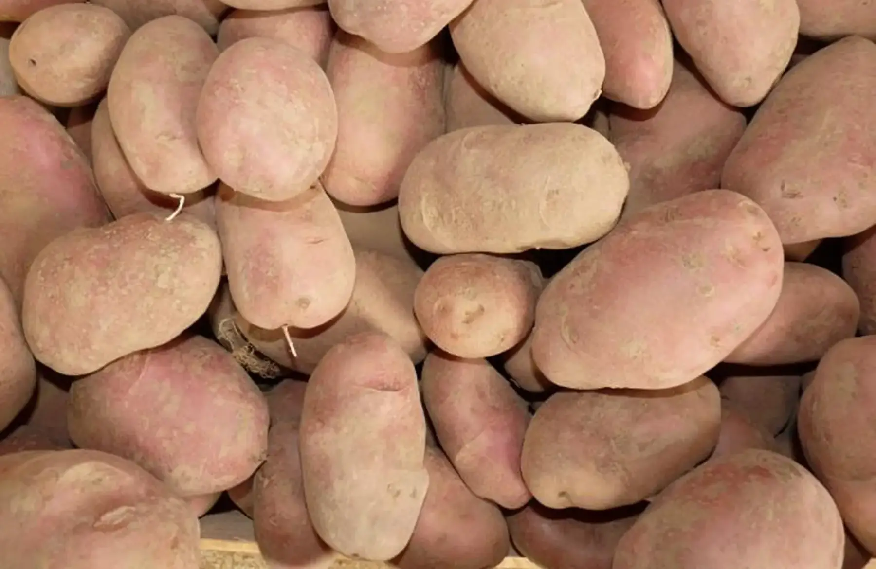 pomme de terre désirée