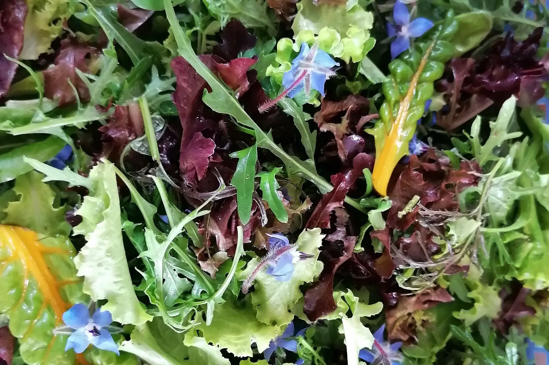 mesclun