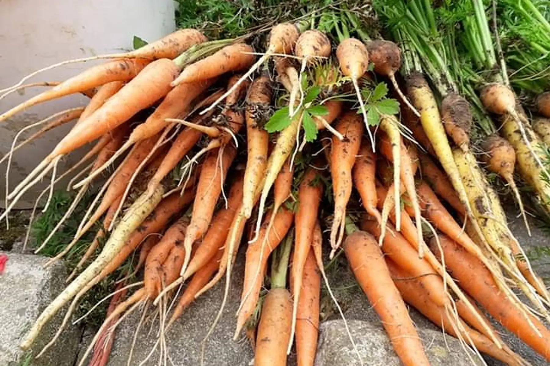 carottes botte